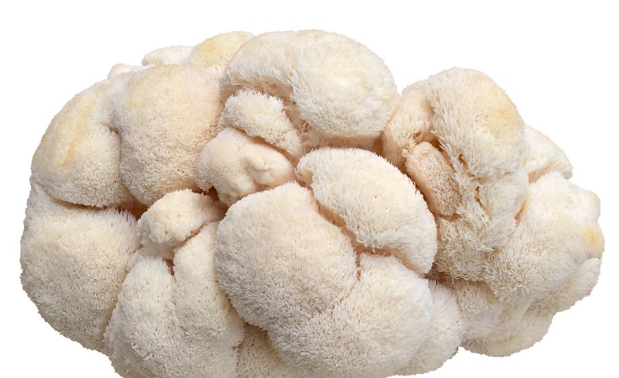 Lion’s Mane Mushroom Purchase 41011 Capsules or Tablets