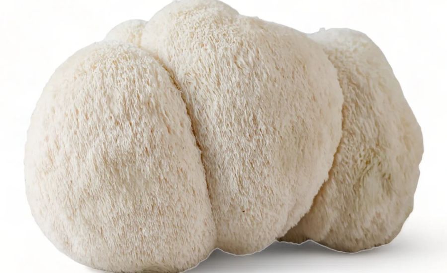 What is Lion’s Mane Mushroom Purchase 41011?