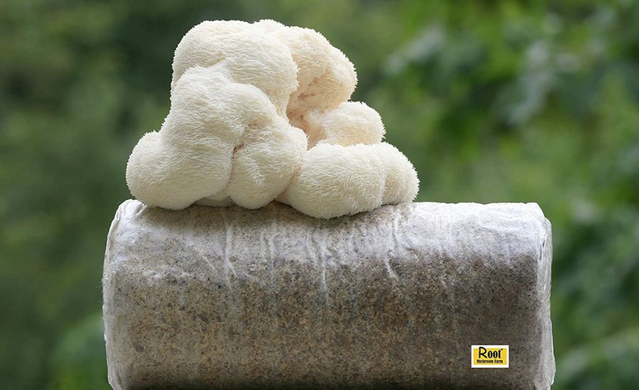 How much is Lion's Mane Mushroom Buy 41011